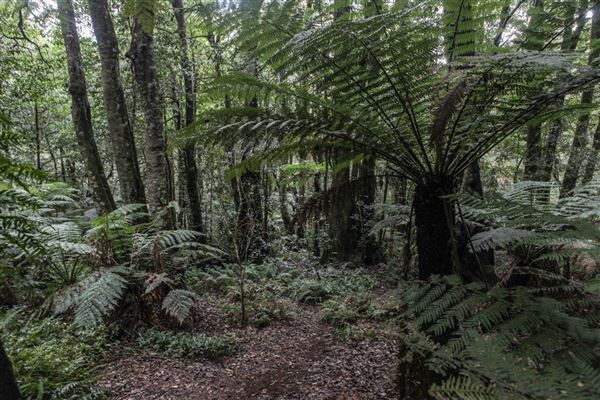 Cathedral of Ferns - Mount Wilson (31/10/2018)