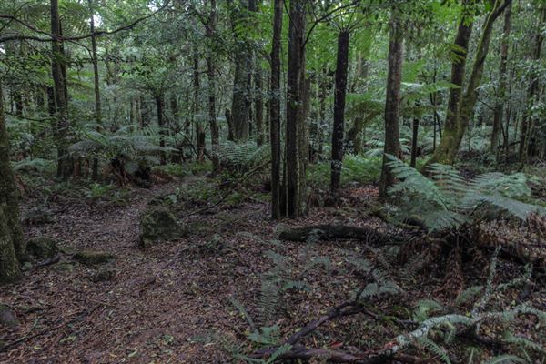 Cathedral of Ferns - Mount Wilson (31/10/2018)