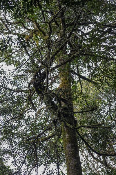 Cathedral of Ferns - Mount Wilson (31/10/2018)