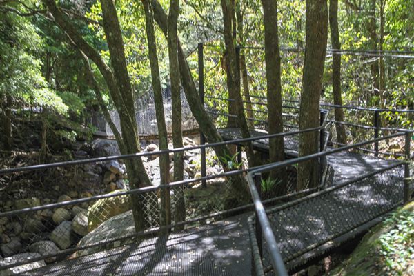 Minnamurra Rainforest Walk - Budderoo National Park (30/10/2018)
