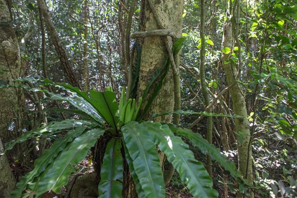 Minnamurra Rainforest Walk - Budderoo National Park (30/10/2018)
