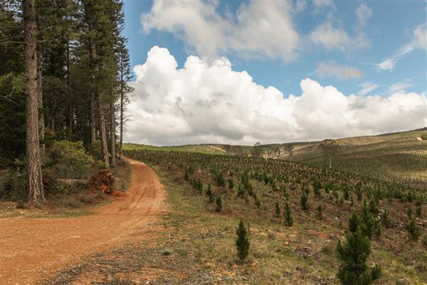Jenolan State Forest - Logged Area (31/10/2018)