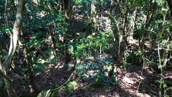 Glengariff Estate Rainforest (15/10/2019 - Credits: Jeremy Peek)