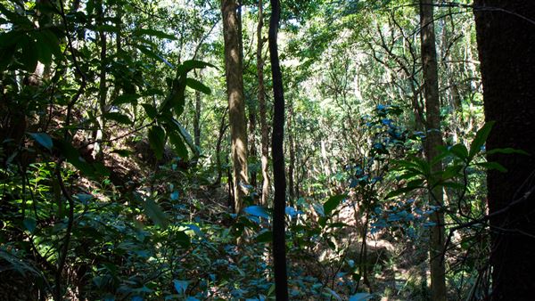 Glengariff Estate Rainforest (15/10/2019 - Credits: Jeremy Peek)