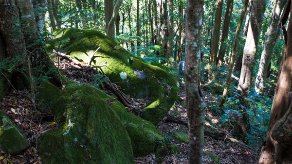 Glengariff Estate Rainforest (15/10/2019 - Credits: Jeremy Peek)