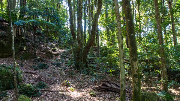 Glengariff Estate Rainforest (15/10/2019 - Credits: Jeremy Peek)