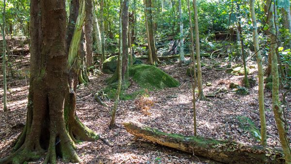 Glengariff Estate Rainforest (15/10/2019 - Credits: Jeremy Peek)