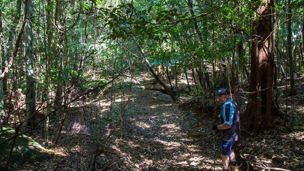 Glengariff Estate Rainforest (15/10/2019 - Credits: Jeremy Peek)