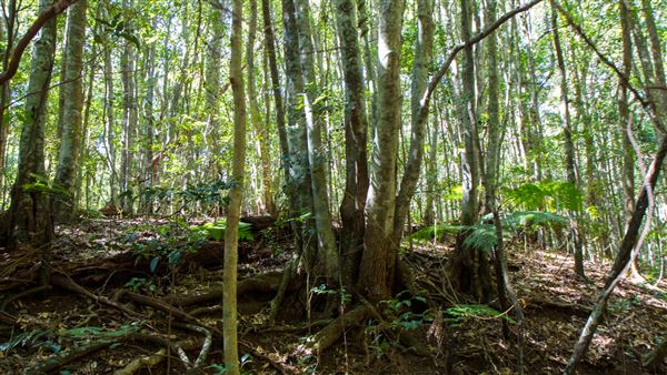 Glengariff Estate Rainforest (15/10/2019 - Credits: Jeremy Peek)