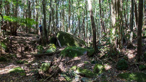 Glengariff Estate Rainforest (15/10/2019 - Credits: Jeremy Peek)