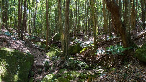 Glengariff Estate Rainforest (15/10/2019 - Credits: Jeremy Peek)