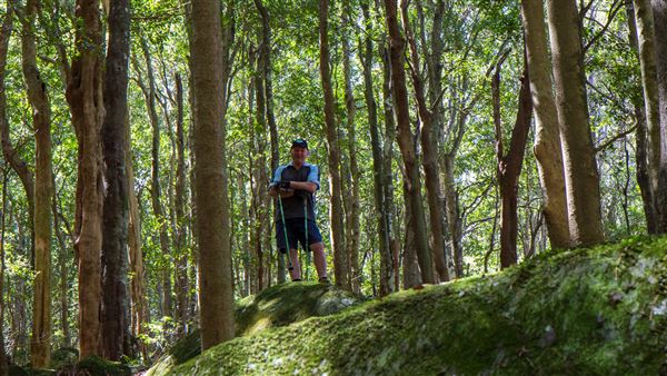 Glengariff Estate Rainforest (15/10/2019 - Credits: Jeremy Peek)