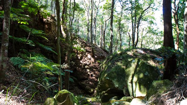 Glengariff Estate Rainforest (15/10/2019 - Credits: Jeremy Peek)