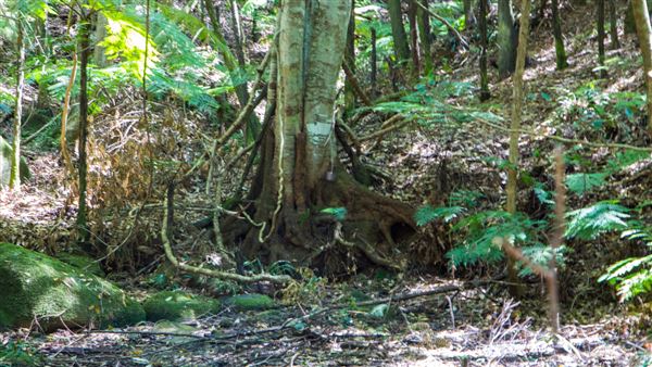 Glengariff Estate Rainforest (15/10/2019 - Credits: Jeremy Peek)