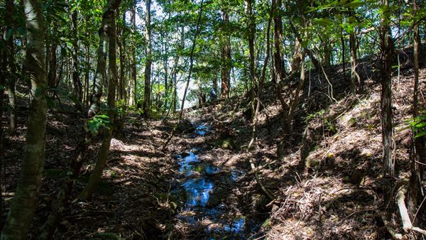 Glengariff Estate Rainforest (15/10/2019 - Credits: Jeremy Peek)