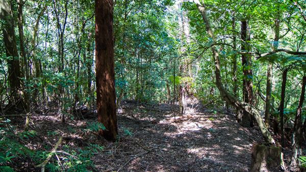 Glengariff Estate Rainforest (15/10/2019 - Credits: Jeremy Peek)
