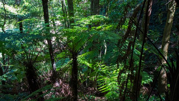 Glengariff Estate Rainforest (15/10/2019 - Credits: Jeremy Peek)