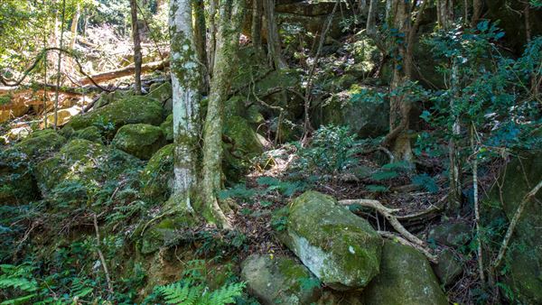 Glengariff Estate Rainforest (15/10/2019 - Credits: Jeremy Peek)