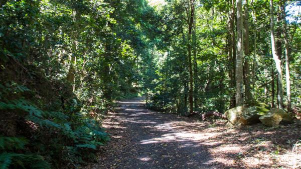 Glengariff Estate Rainforest (15/10/2019 - Credits: Jeremy Peek)