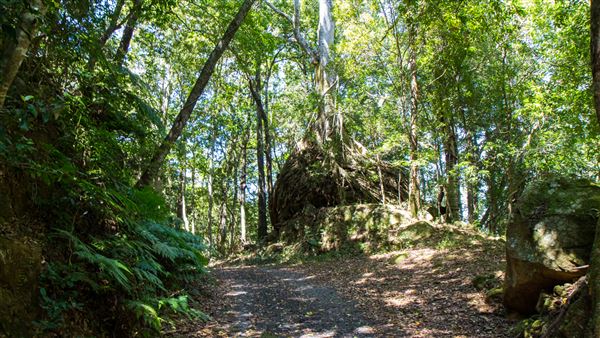Glengariff Estate Rainforest (15/10/2019 - Credits: Jeremy Peek)
