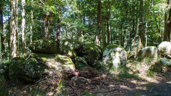 Glengariff Estate Rainforest (15/10/2019 - Credits: Jeremy Peek)