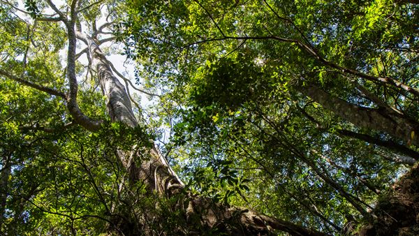 Glengariff Estate Rainforest (15/10/2019 - Credits: Jeremy Peek)