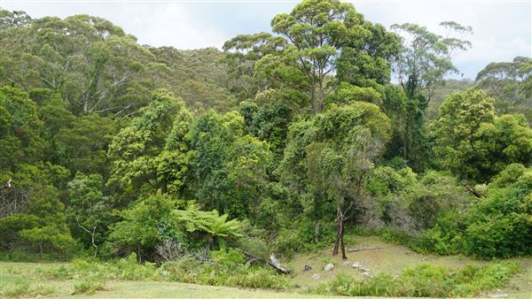 Otford Farm - The Pines Paddock with Jungle Gully (19/11/2019 - Credits: Screen NSW)