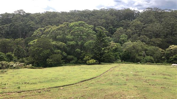 Otford Farm - The Pines Paddock with Jungle Gully (19/11/2019 - Credits: Screen NSW)