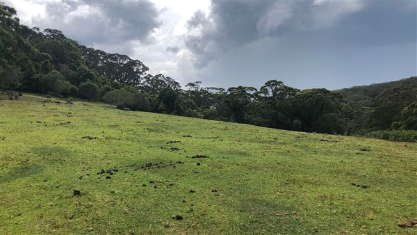 Otford Farm - The Pines Paddock with Jungle Gully (19/11/2019 - Credits: Screen NSW)