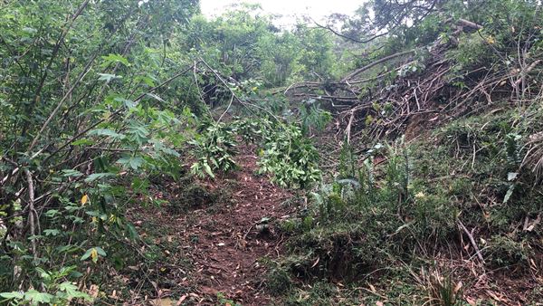 Otford Farm - The Pines Paddock with Jungle Gully (19/11/2019 - Credits: Screen NSW)