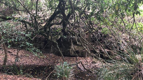 Otford Farm - The Pines Paddock with Jungle Gully (19/11/2019 - Credits: Screen NSW)