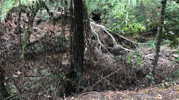 Otford Farm - The Pines Paddock with Jungle Gully (19/11/2019 - Credits: Screen NSW)