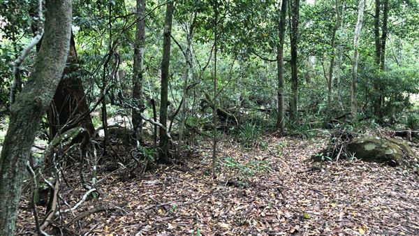 Otford Farm - The Pines Paddock with Jungle Gully (19/11/2019 - Credits: Screen NSW)