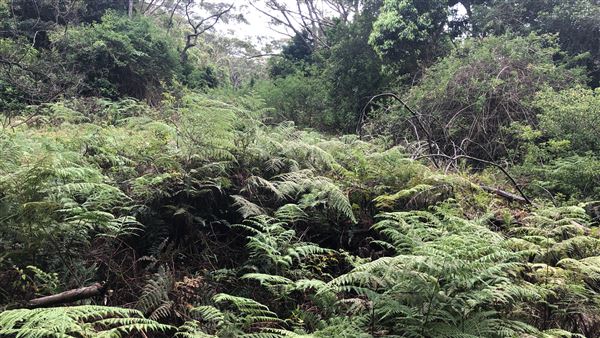 Otford Farm - The Pines Paddock with Jungle Gully (19/11/2019 - Credits: Screen NSW)