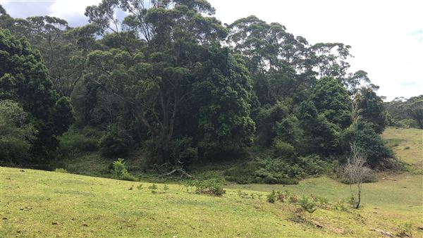 Otford Farm - The Pines Paddock with Jungle Gully (19/11/2019 - Credits: Screen NSW)