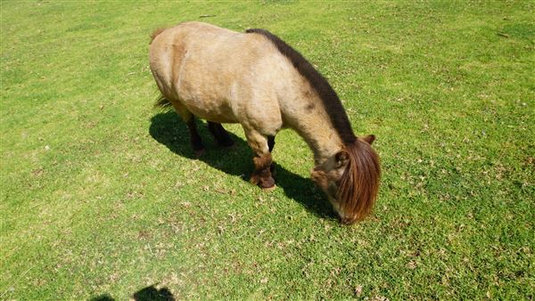 Otford Farm - Horse Farm (19/11/2019 - Credits: Screen NSW)