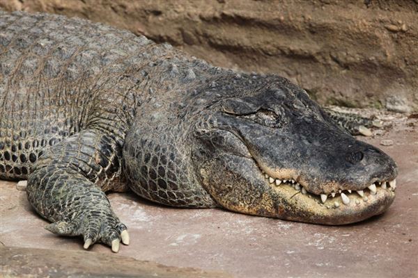 The Australian Reptile Park - American Alligator (3/07/2020 - Credits: Australian Reptile Park)