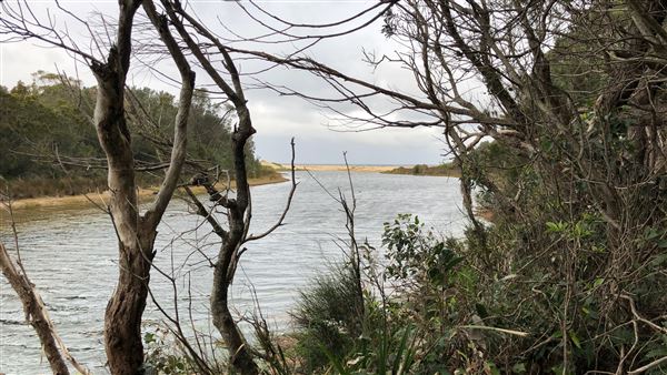 Swan Lake Inlet - Cudmirrah Beach (8/07/2020 - Credits: Shannon Wheeler)