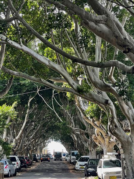 Bronte Streets - Marroo Street (8/03/2021 - Credits: Cheryl Conway)