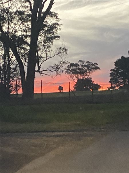 Darkes Forest Ranch (17/11/2022)
