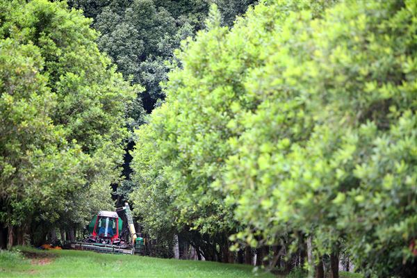Halt Hill Macadamia Farm (21/11/2022 - Credits: submitted by: Heidi Roche)