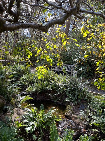 Campbell Rhododendron Gardens (1/10/2022 - Credits: Julie Parker, Deb Wells)