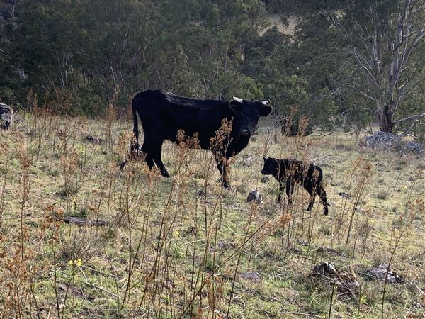 Sugarloaf Farm at Pheasants Nest (23/04/2024 - Credits: submitted by: Angie Pisani)