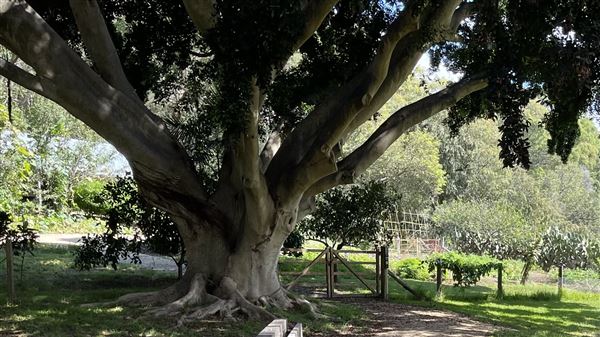 Vaucluse House (27/03/2024 - Credits: Shannon Wheeler)