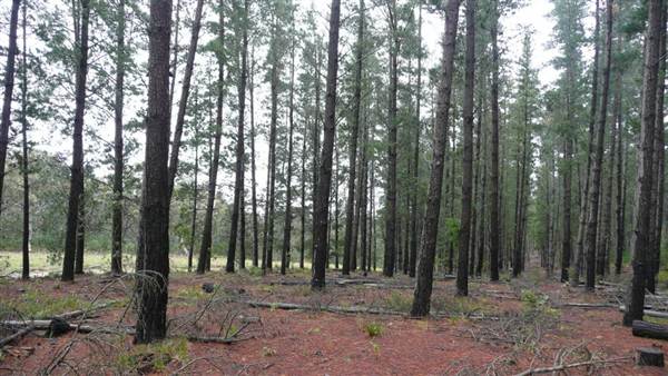 Belanglo State Forest (25/02/2013 3:33:08 PM)
