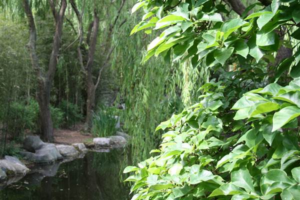 Chinese Garden of Friendship - Darling Harbour (27/02/2013 1:31:58 PM)
