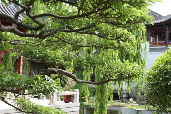 Chinese Garden of Friendship - Darling Harbour (27/02/2013 1:39:23 PM)