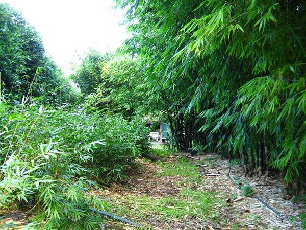 Bamboo Wholesale (27/02/2013 4:42:49 PM)