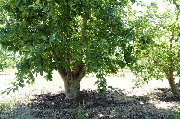Daydawn Orchard (27/02/2013 7:04:09 PM)