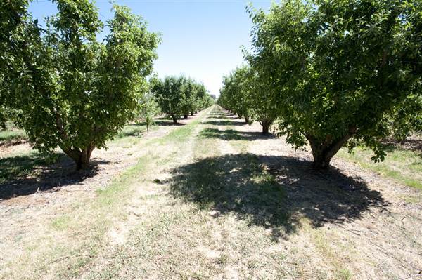 Daydawn Orchard (27/02/2013 7:05:32 PM)